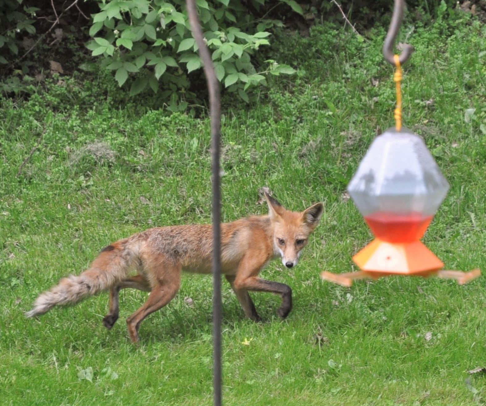 Red fox: Backyard intruder